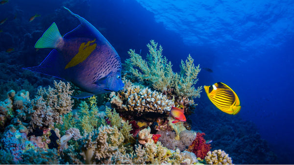 Biodiversity and Our Eco-Friendly Pearl Jewelry Trade-In System