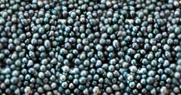 Black Pearls for Black Friday